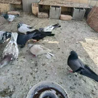 ۲۰ کبوتر سالم بدون هیچ مریزی به شرط تخم