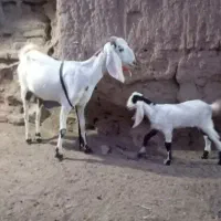 بز زاییده