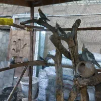 تعدادی عروس هلندی