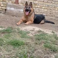 سگ ژرمن ورک