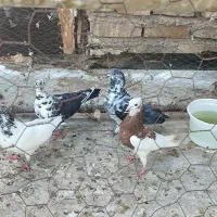 کبوتر پرشی سوسکی قاره کله دمسبز و..