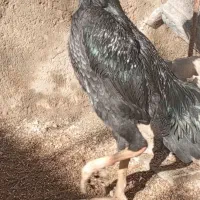 مرغ خروس اوشامو آلمانی