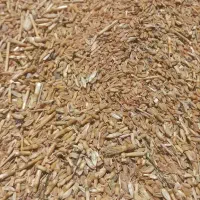فروش حدودا ۳ تن گندم دیم