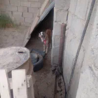 توله سگ افغان