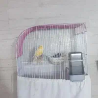قناری نر و ماده کار داده