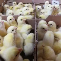 جوجه گوشتی راس کاپ و پلاس