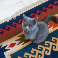 فروش سه عدد گربه با لوازم