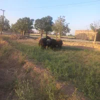 بره نر