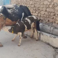 گاو خوش خوراک وآرام