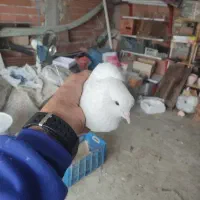کبوتر نر تمام سفید