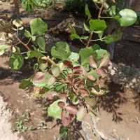 کالسکه بچه