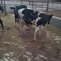 قطب گوساله نر دو رگ پاکستانی