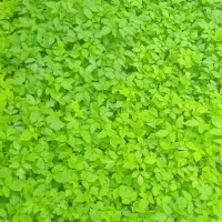 نشا گوجه فلفل بادمجان