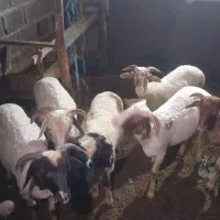 گوسفند نر