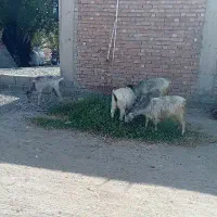 بز...