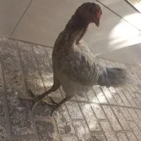 مرغ لاری تخم گزار