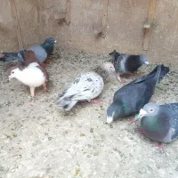6 عدد کبوتر نر شهرستانی نیشابور