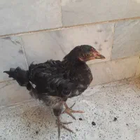 یک جوجه مرغ ۴ماهه (با قیمت توافقی )