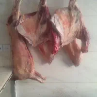 لاشه گوشت میش و بره ماده یک ساله ارزون