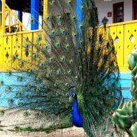 جوجه طاووس مصری