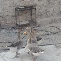 غاز