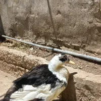 اردک
