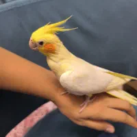 عروس هلندی نر و ماده