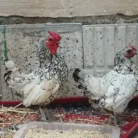فروشی|حیوانات مزرعه|اردبیل, |دیوار