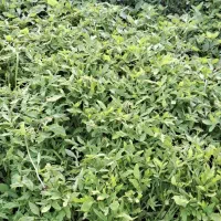 باغبانی|خدمات باغبانی و درختکاری|لوندویل, |دیوار