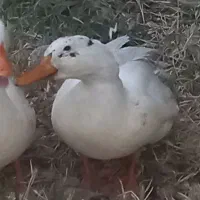 اردک