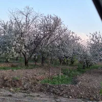 1000مترباغ-خوشنام-سندتک-برگ-تهاتر