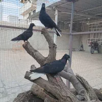 کبوتردمسفید