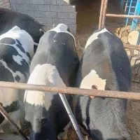 گاو گوساله نر .جوانه