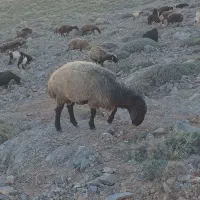 قوچ افشاری