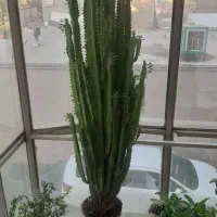 گل کاکتوس