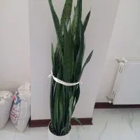 گل سانسوریا پر پشت