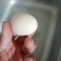 مرغ و خروس تخم کن به شرط