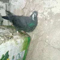 قره|پرنده|شیراز, جوادیه|دیوار