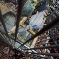 مرغ عشق مولد