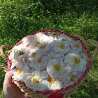 تور گلاب گیری گیلده و دریاچه گردی