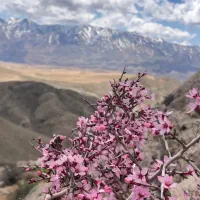 953 متر سند مسکونی/فیروزکوه/سله بن/سد نمرود