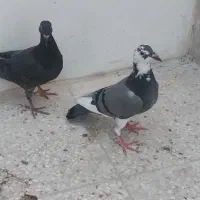 فروش کفتر پلاکی