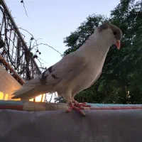 کبوتر دمگیر