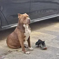 پیت بول  نر اصیل