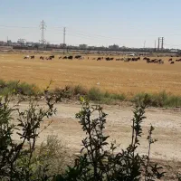 شیر بز|خوردنی و آشامیدنی|قم, باغ کرباسی|دیوار