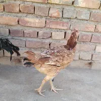 مرغ خروس لاری