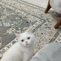 گربه بریتیش‌