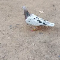 سارهفترنگ ماده