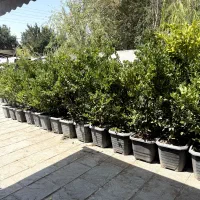 یاس هلندی یوکا سیکاس