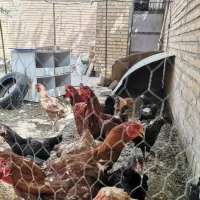لاری|حیوانات مزرعه|تایباد, |دیوار